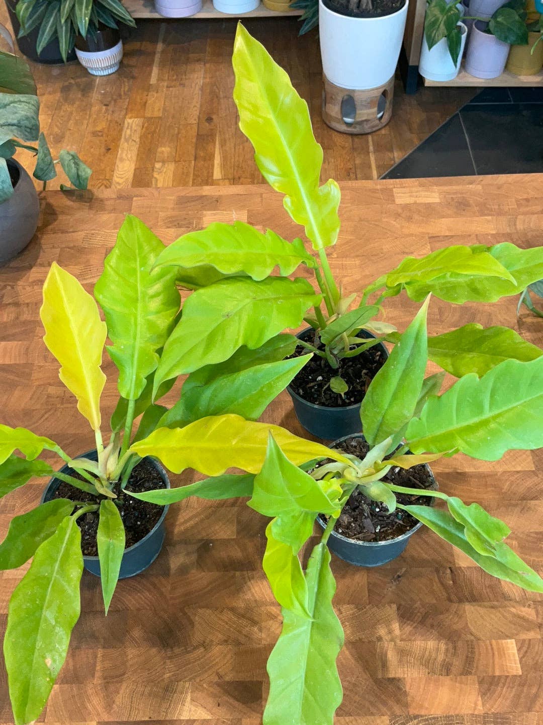 Philodendron golden crocodile 4 the plant dealer